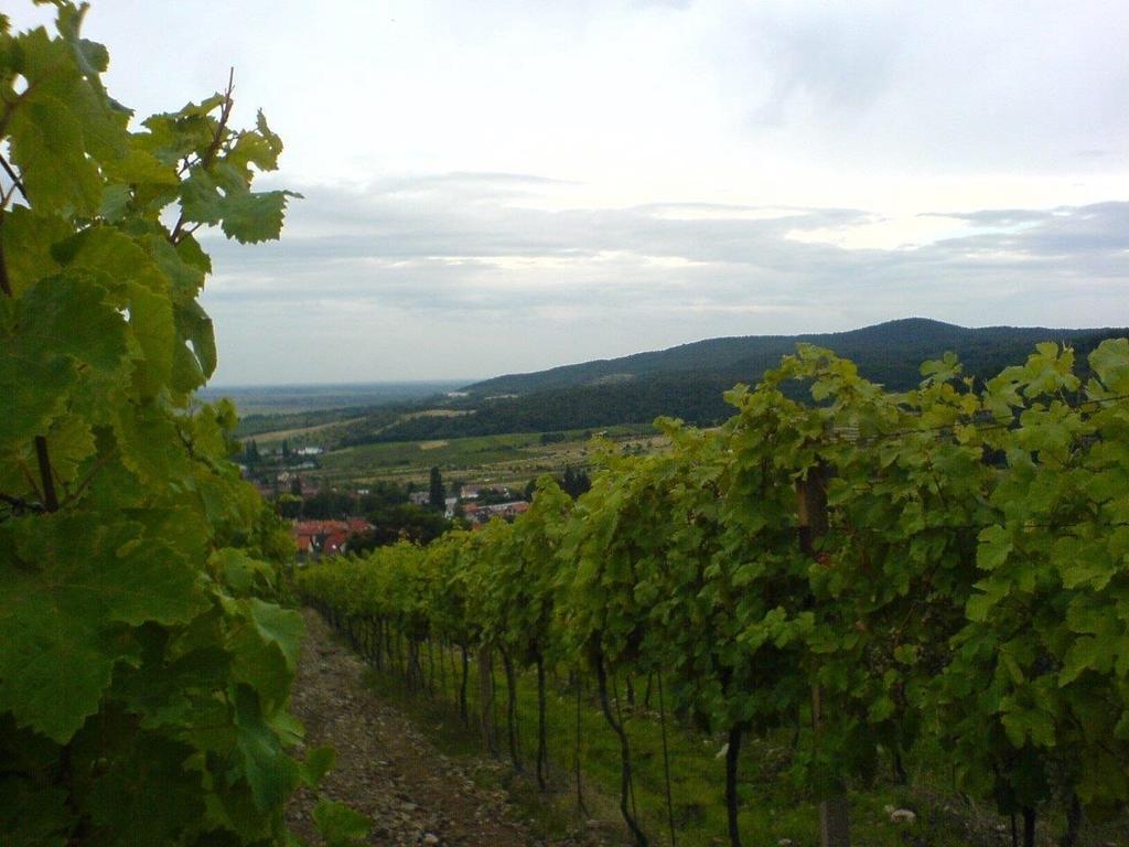 Villa Vinica Limbach Екстер'єр фото