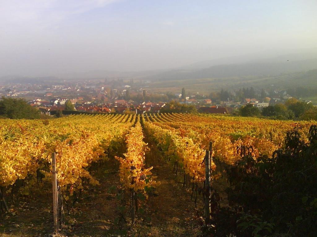 Villa Vinica Limbach Екстер'єр фото